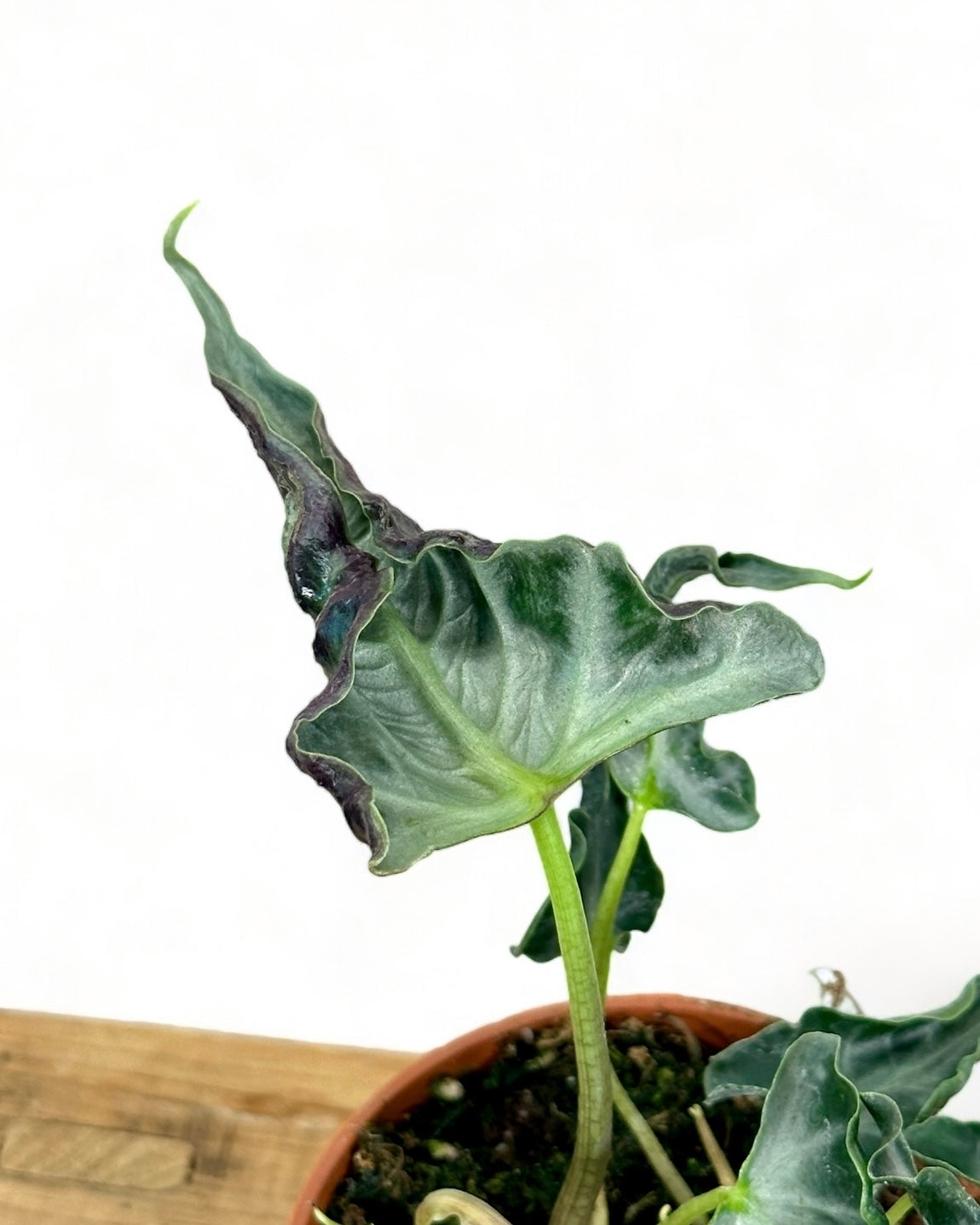 Alocasia Loco