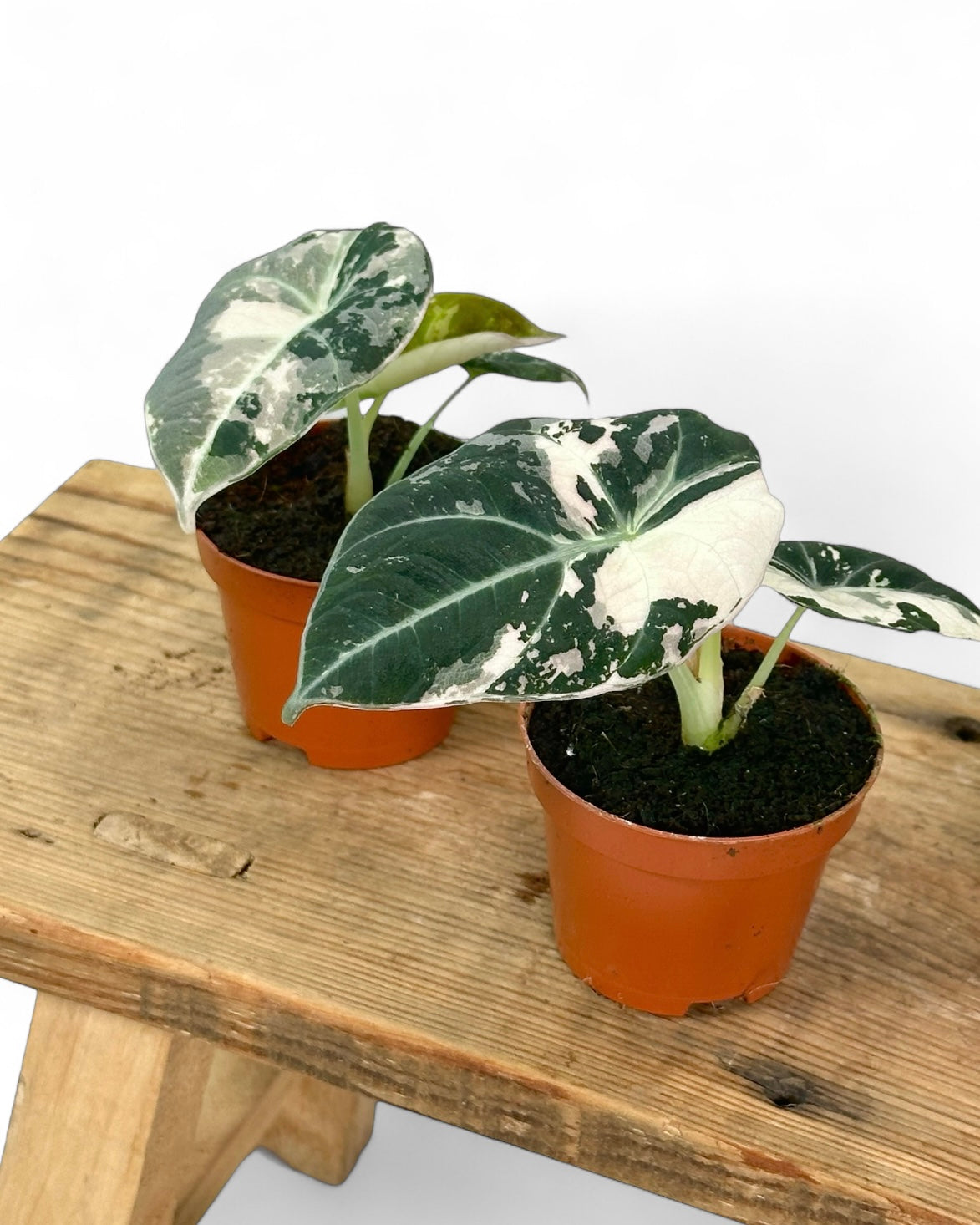 Alocasia Black Velvet Pink variegata - Baby plant