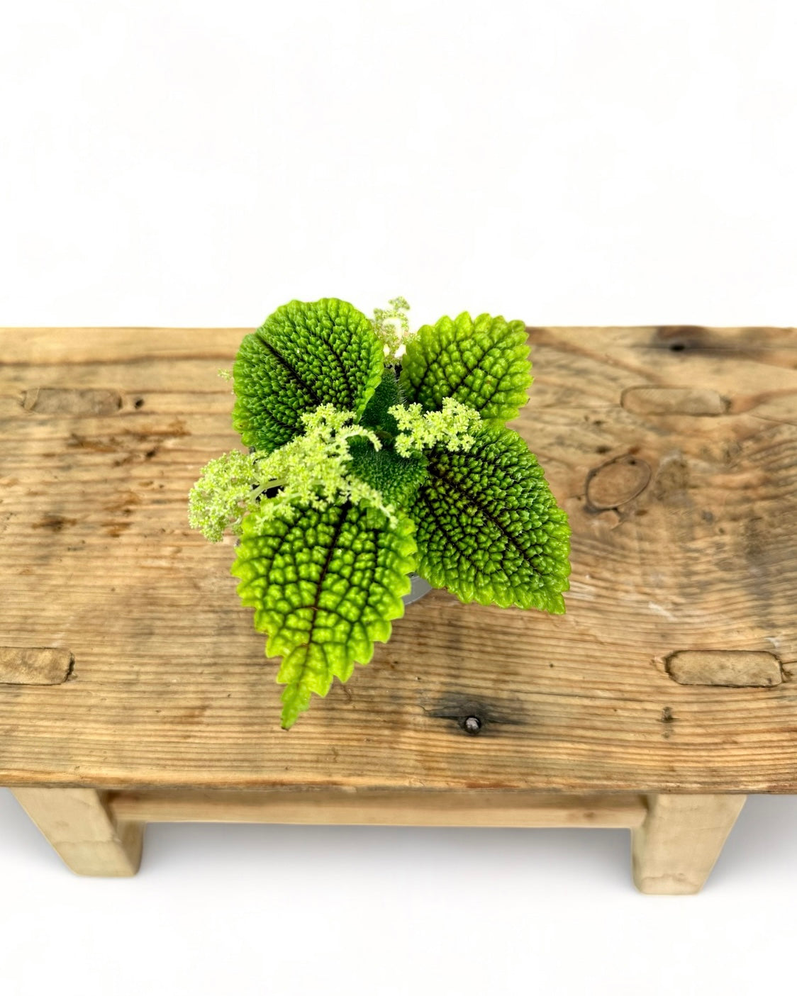 Pilea Moon Valley - Baby plant