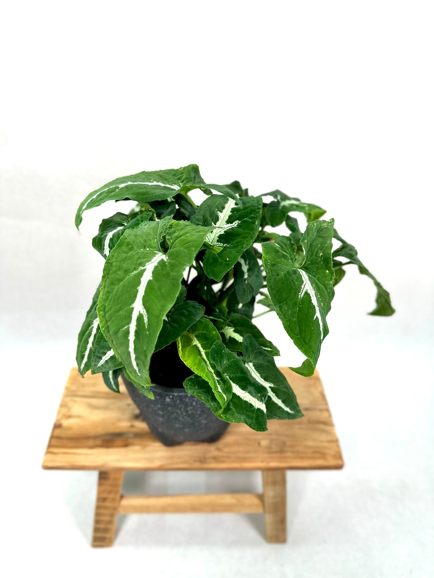 Syngonium Wendlandii