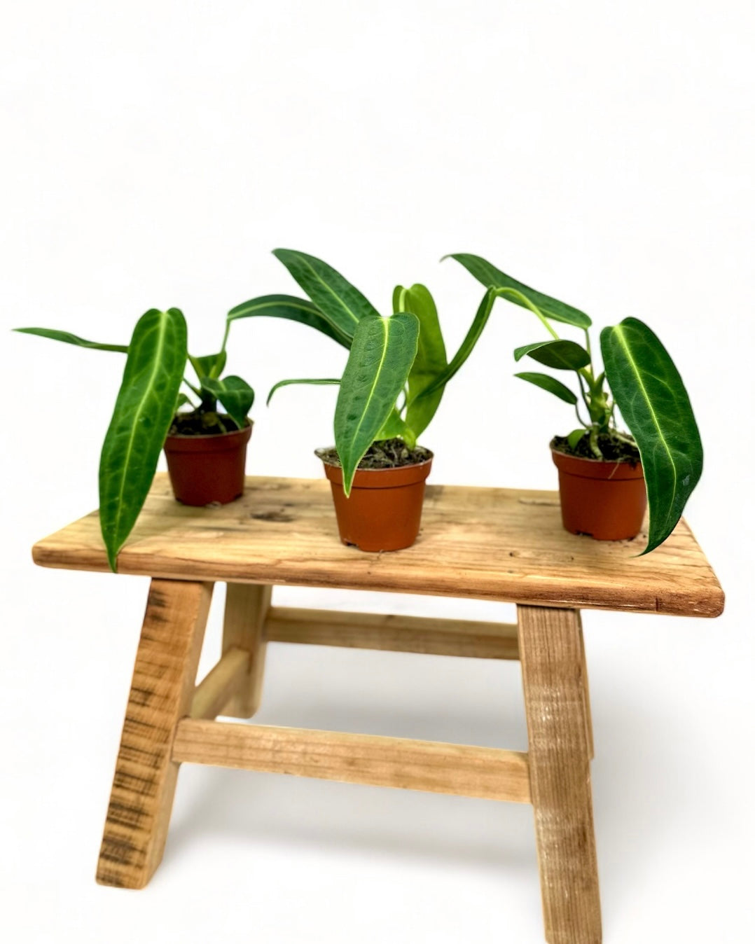 Anthurium Warocqueanum - Baby plant