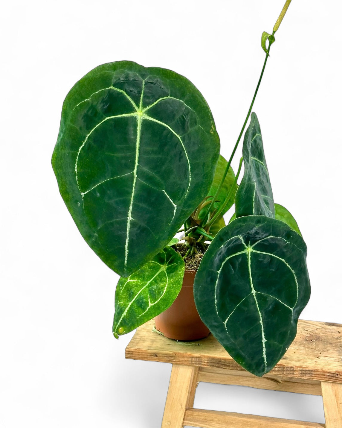 Anthurium Forgetii