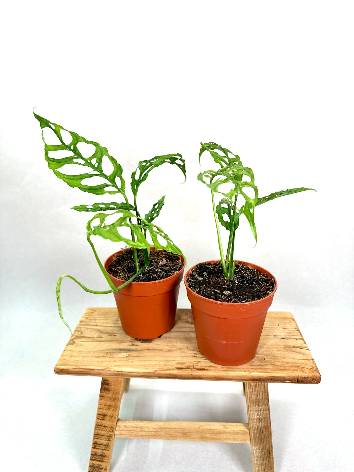 Monstera Obliqua Peru