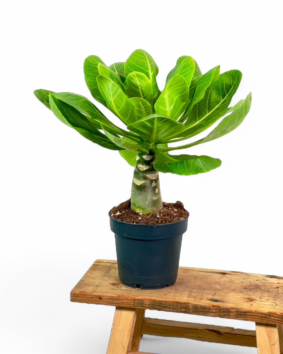 Brighamia insignis - Palmier de Hawaii