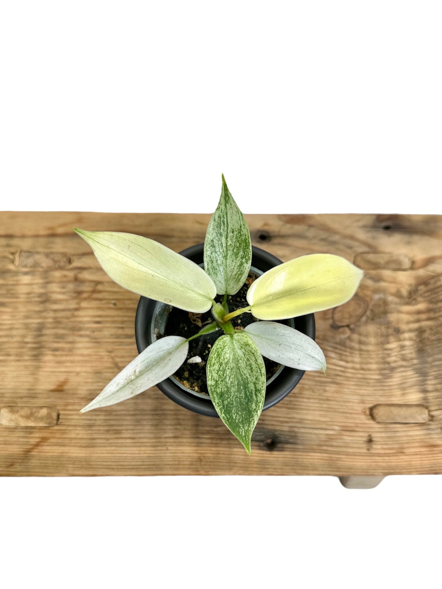 Philodendron Florida Ghost - Baby plant