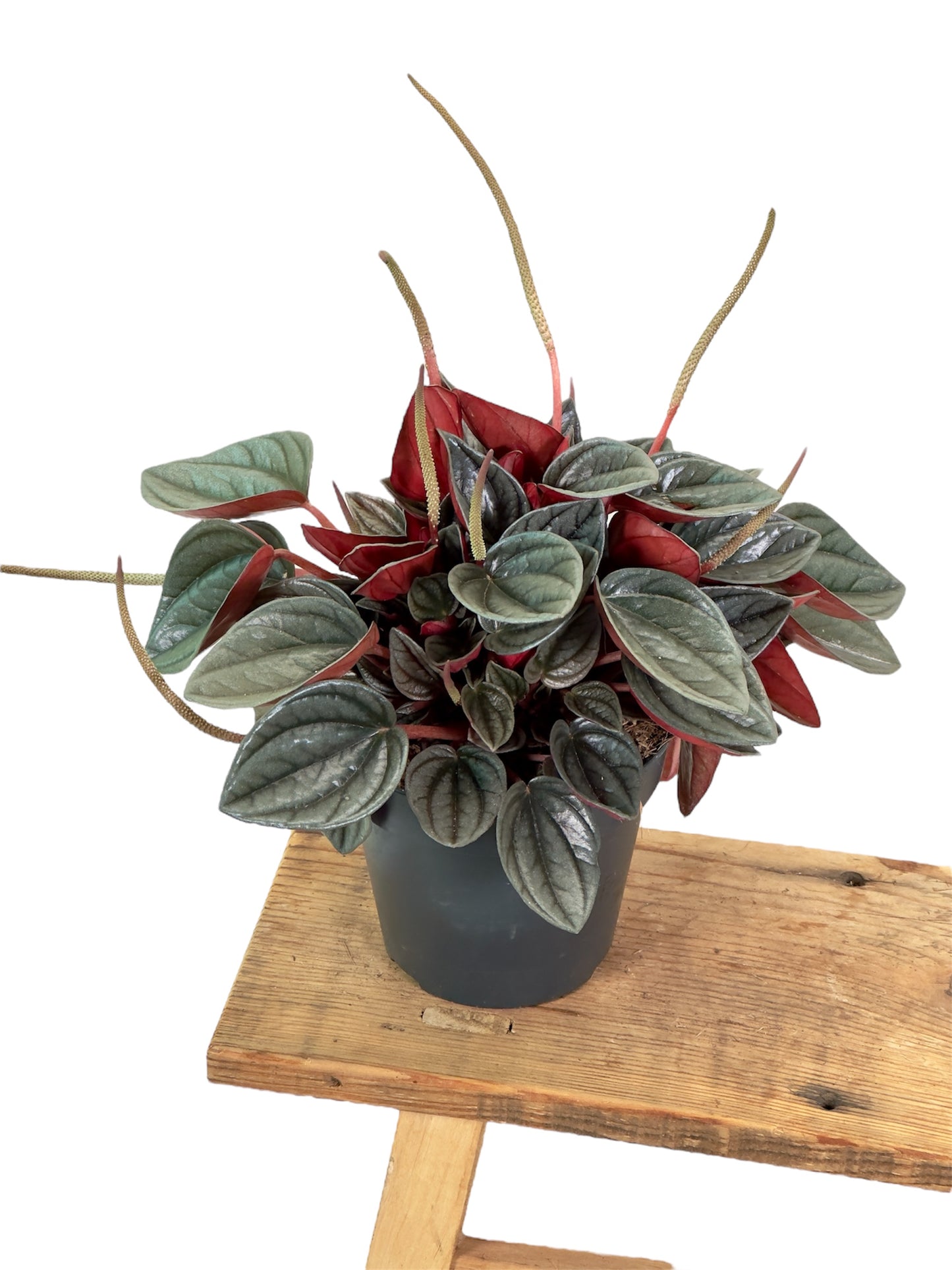Peperomia Santorini