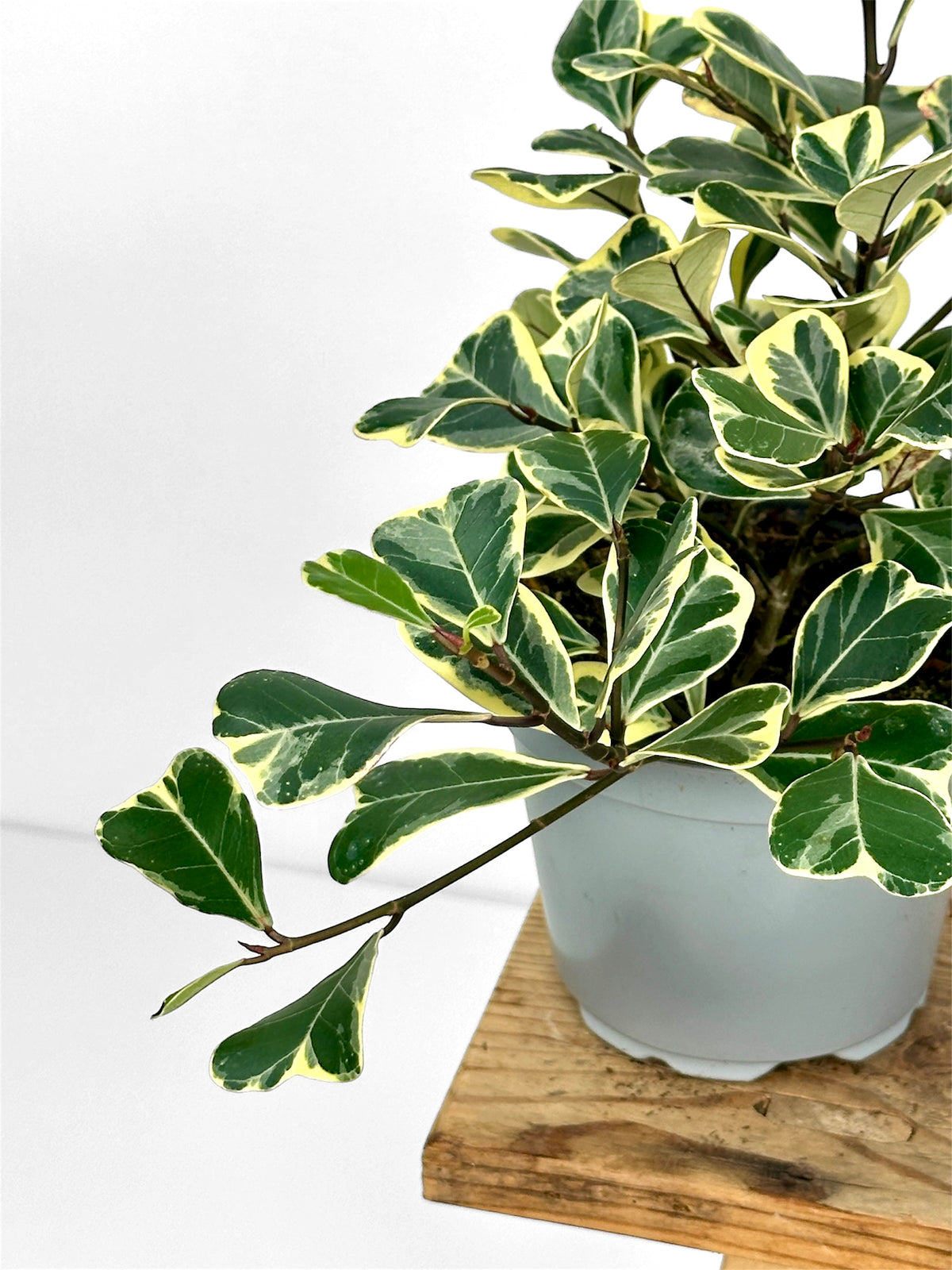 Ficus Triangularis variegata
