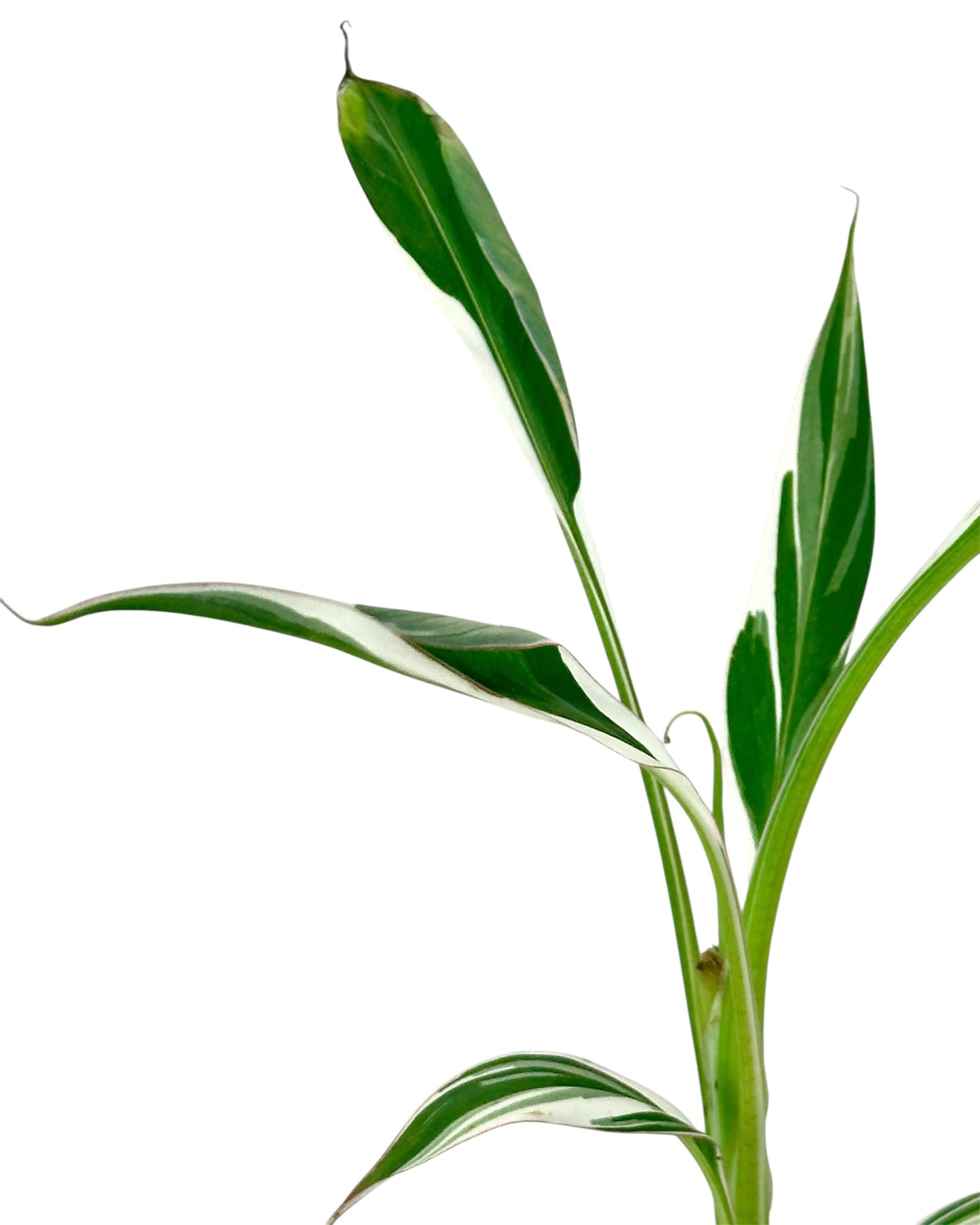 Musa Florida variegata