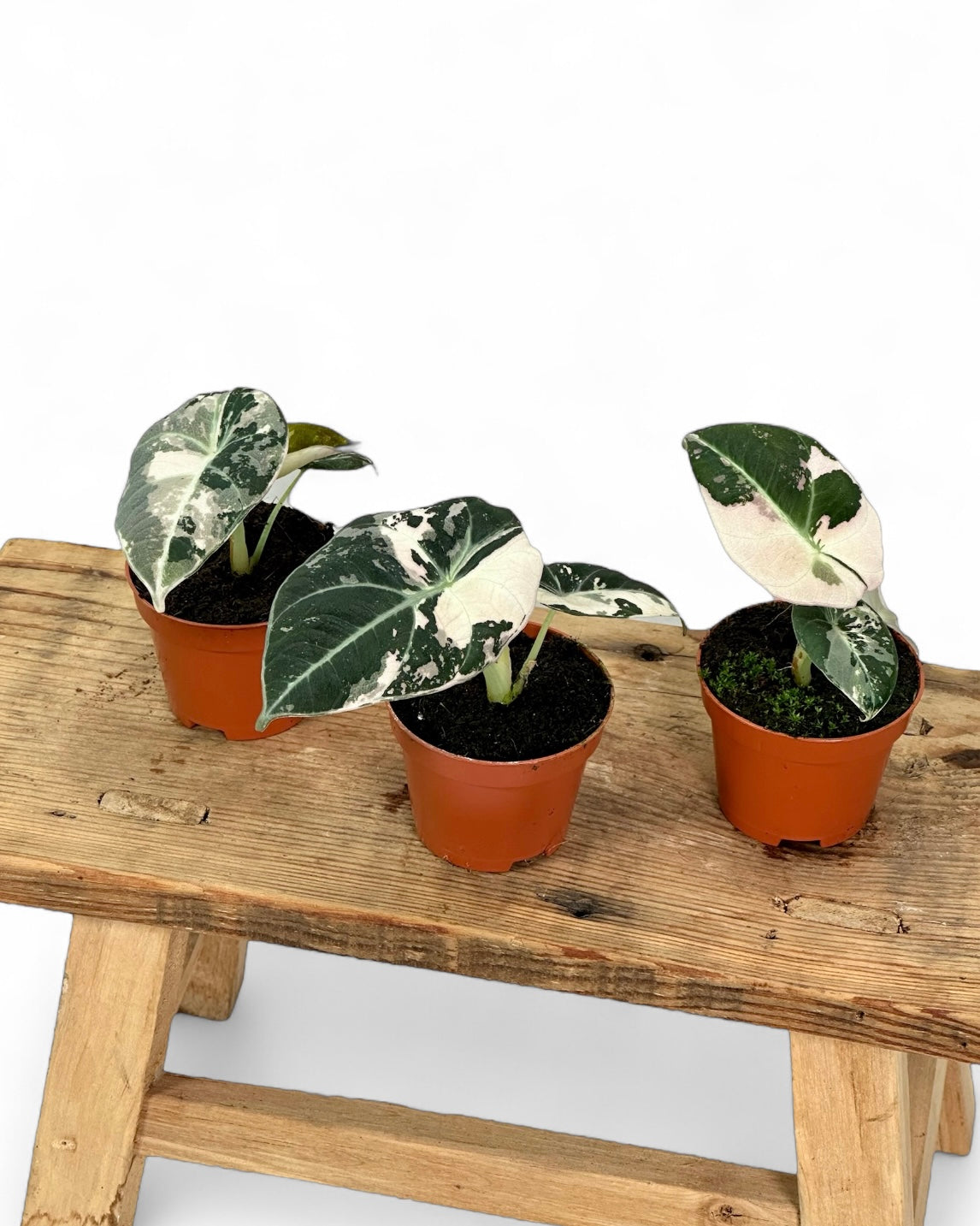Alocasia Black Velvet Pink variegata - Baby plant