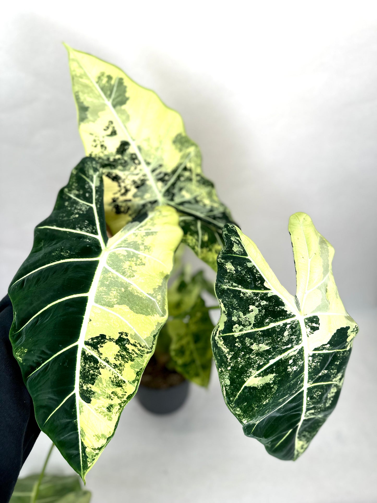 Alocasia Frydek variegata - Taille XL 1008