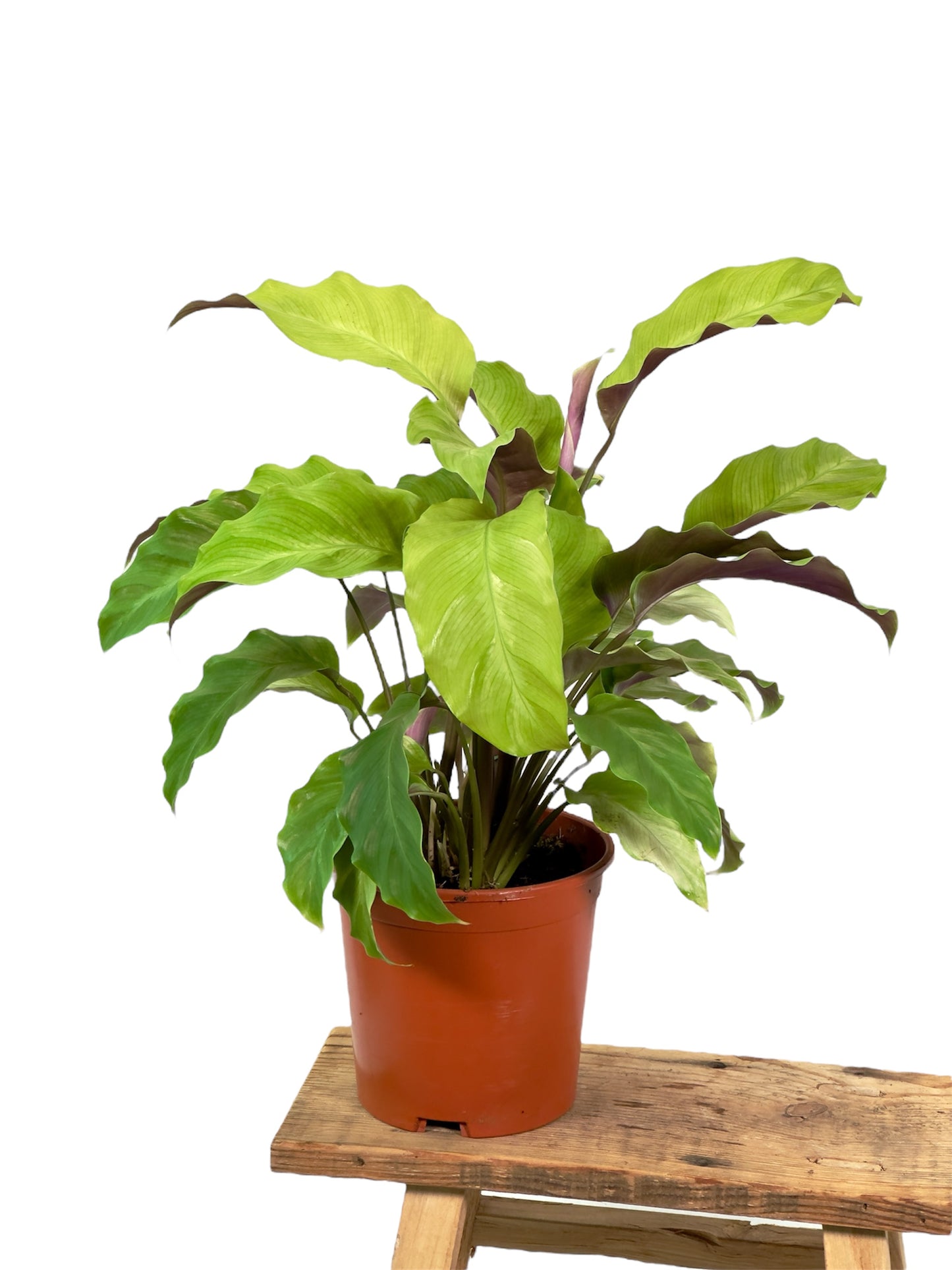 Calathea Yellow