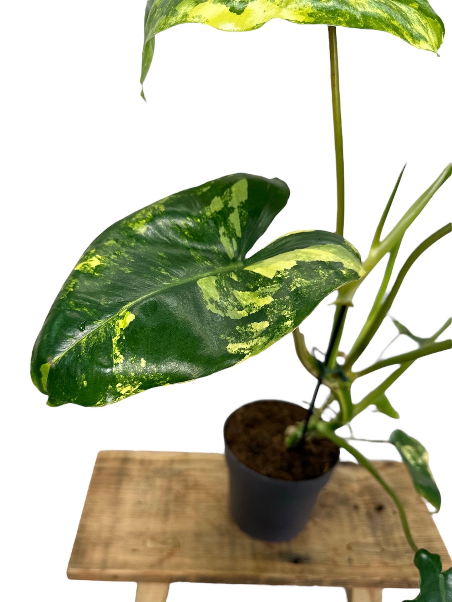 Philodendron Burle Marx variegata