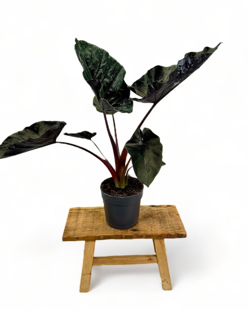 Alocasia Antoro Velvet