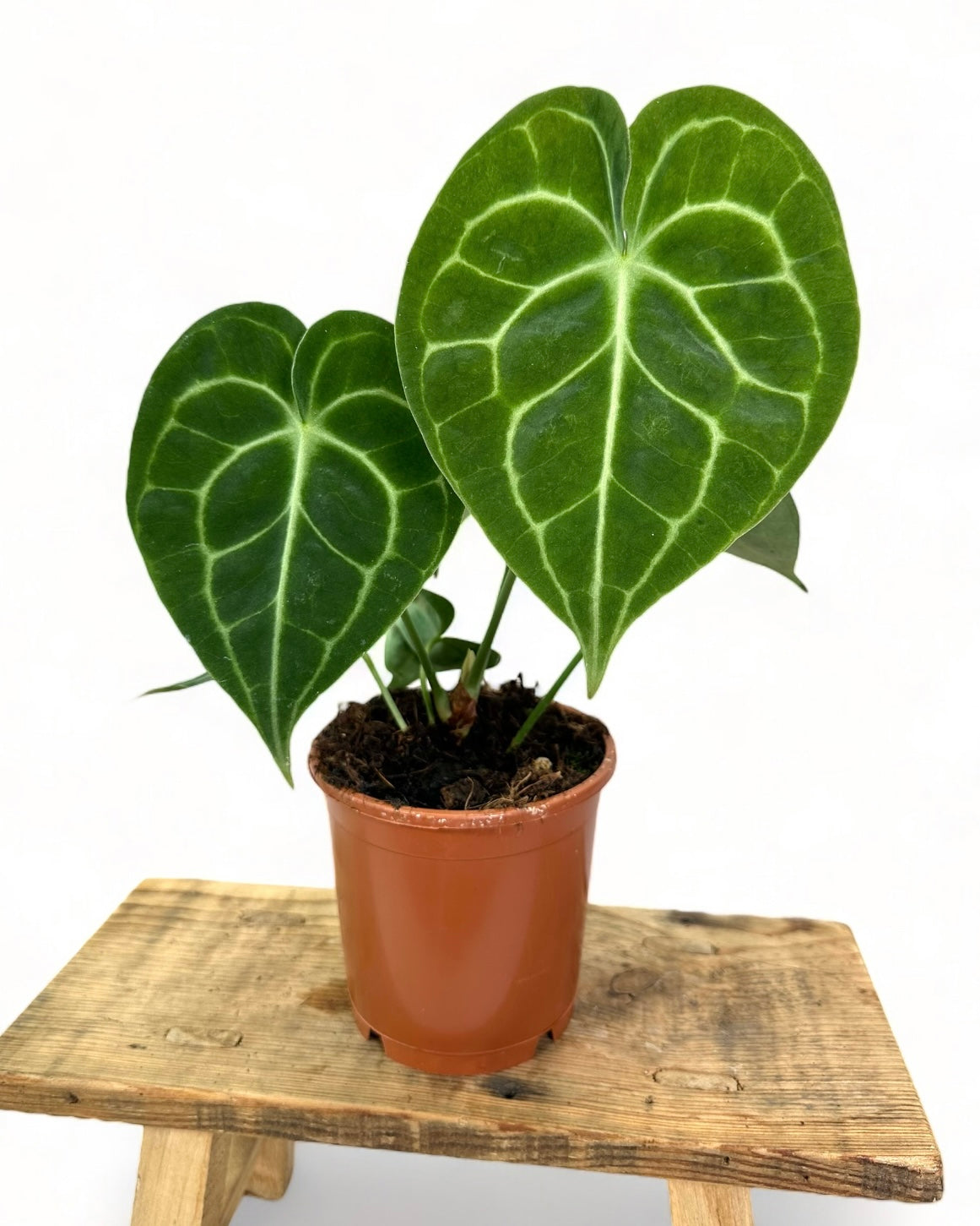 anthurium fleurs vertes Anthurium Clarinervium – La Belle Feuille