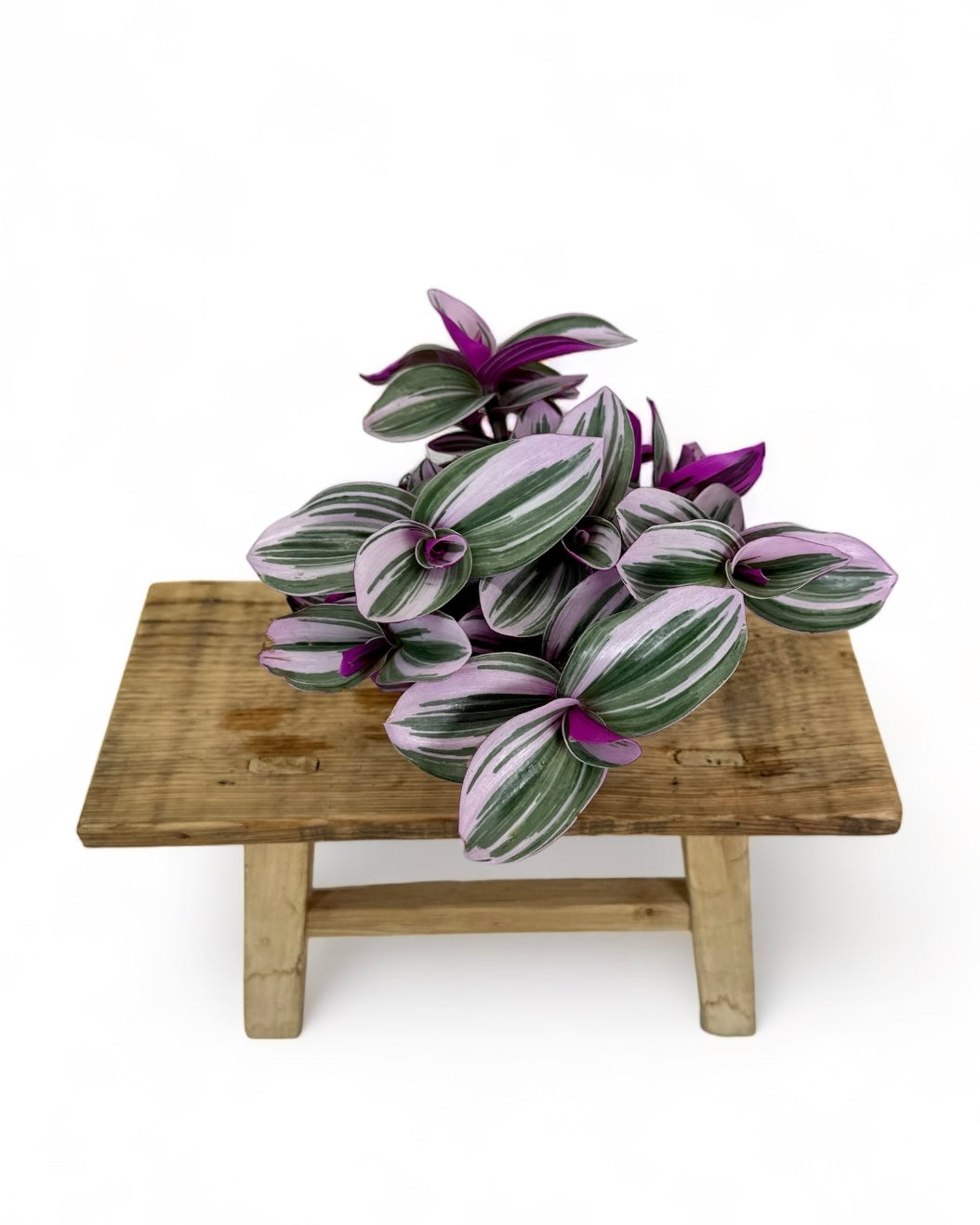 Tradescantia Nanouk
