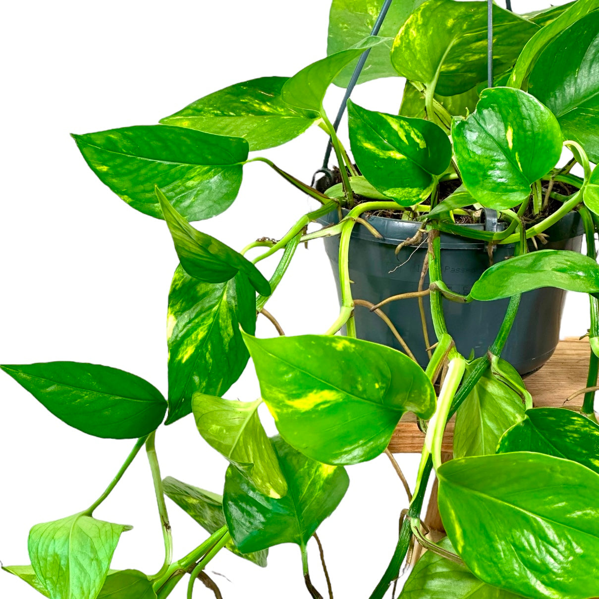 Epipremnum Aureum ''Pothos Golden'' - suspension