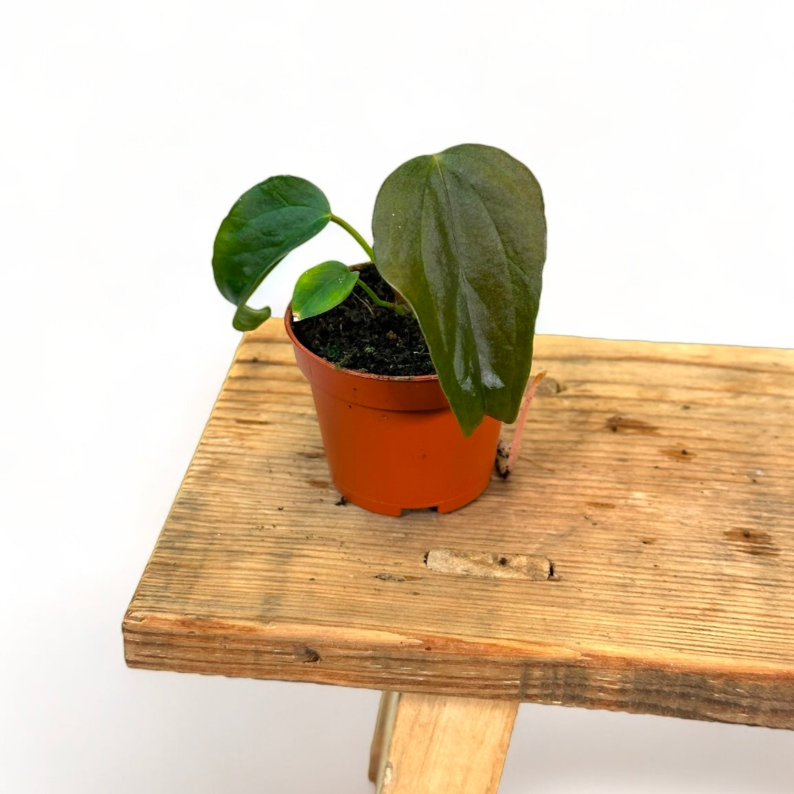 Anthurium Queen Of Hearts - Baby plant