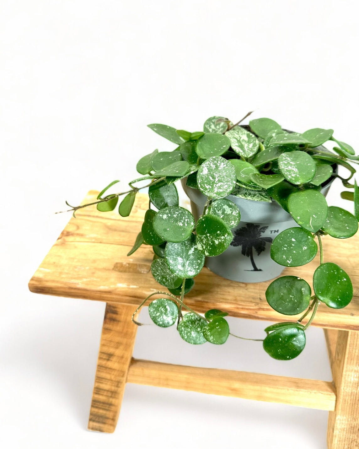 Hoya mathilde splash
