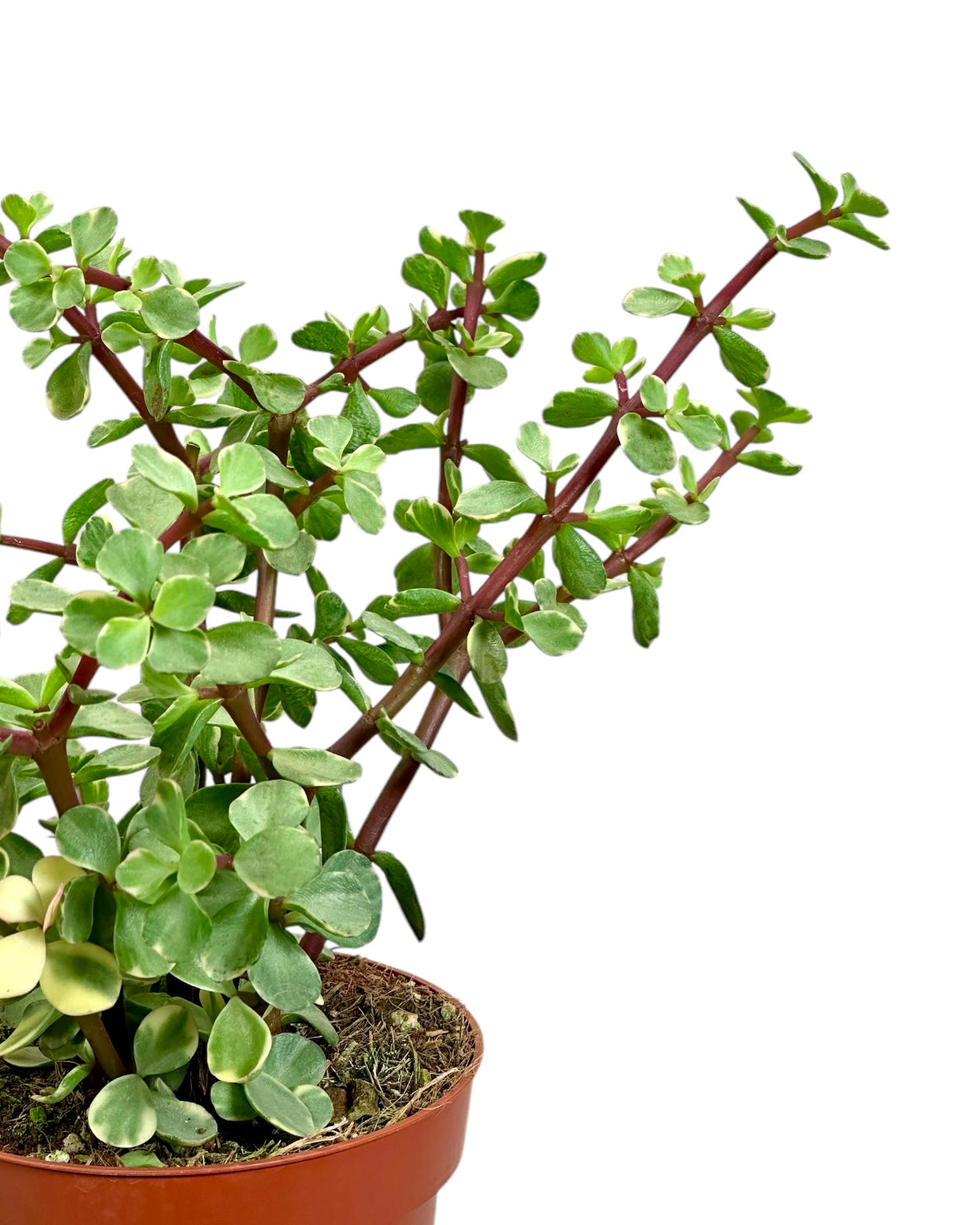 Portulacaria Afra Variegata