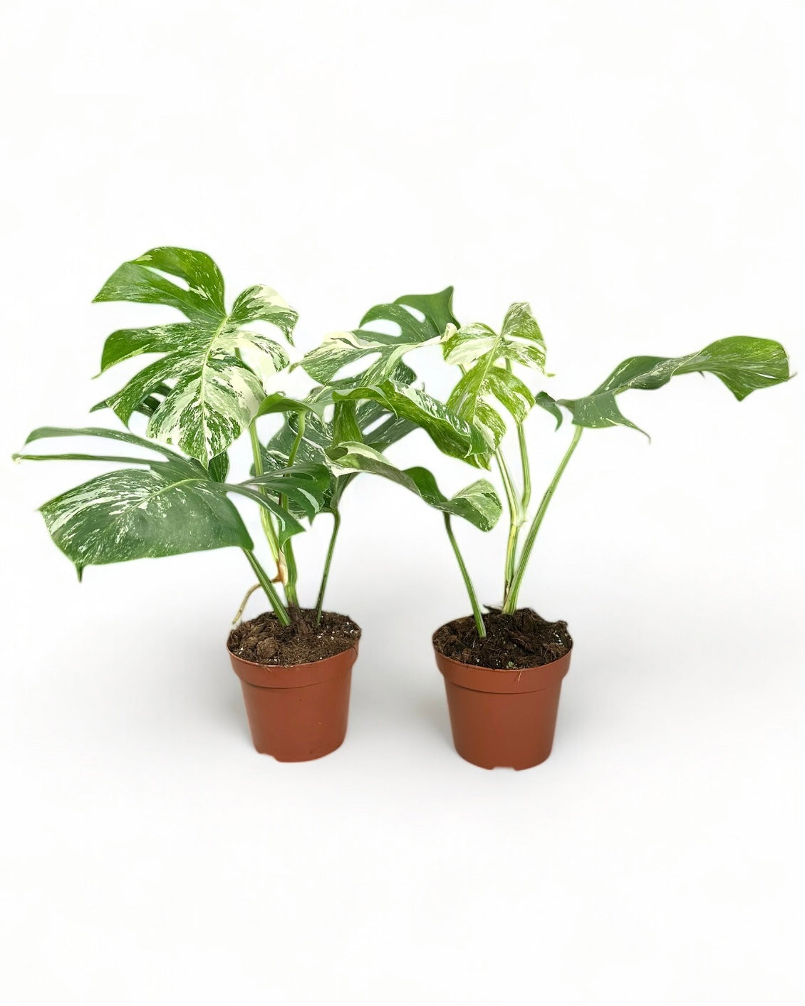 Monstera variegata pot Ø17 cm