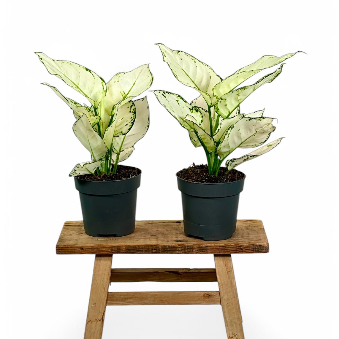 Aglaonema White Joy
