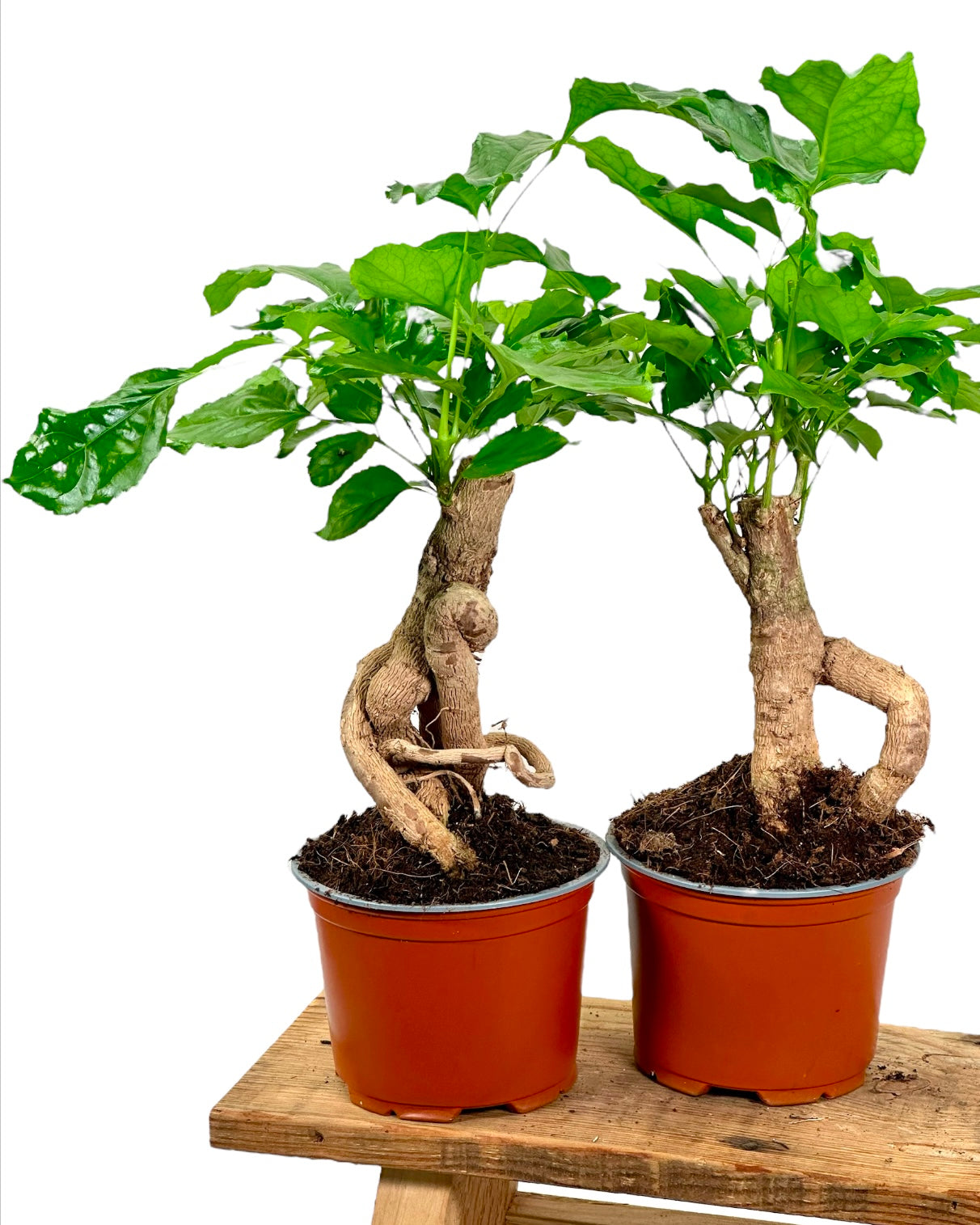 Radermachera sinica - Arbre Serpent