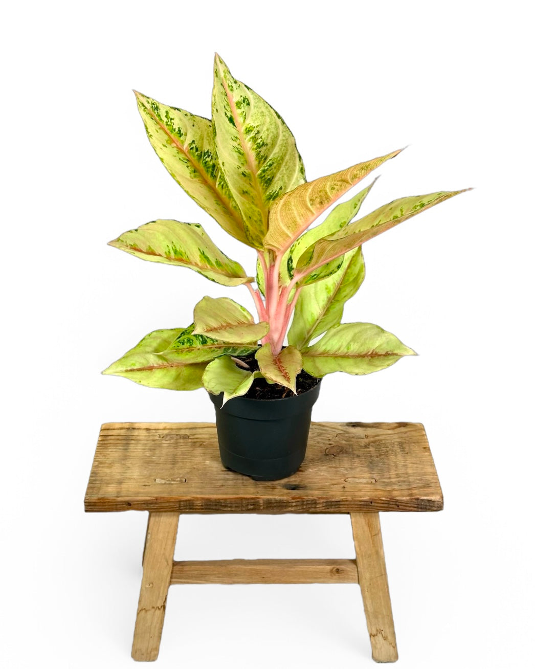 Aglaonema Chartreuse Pretty