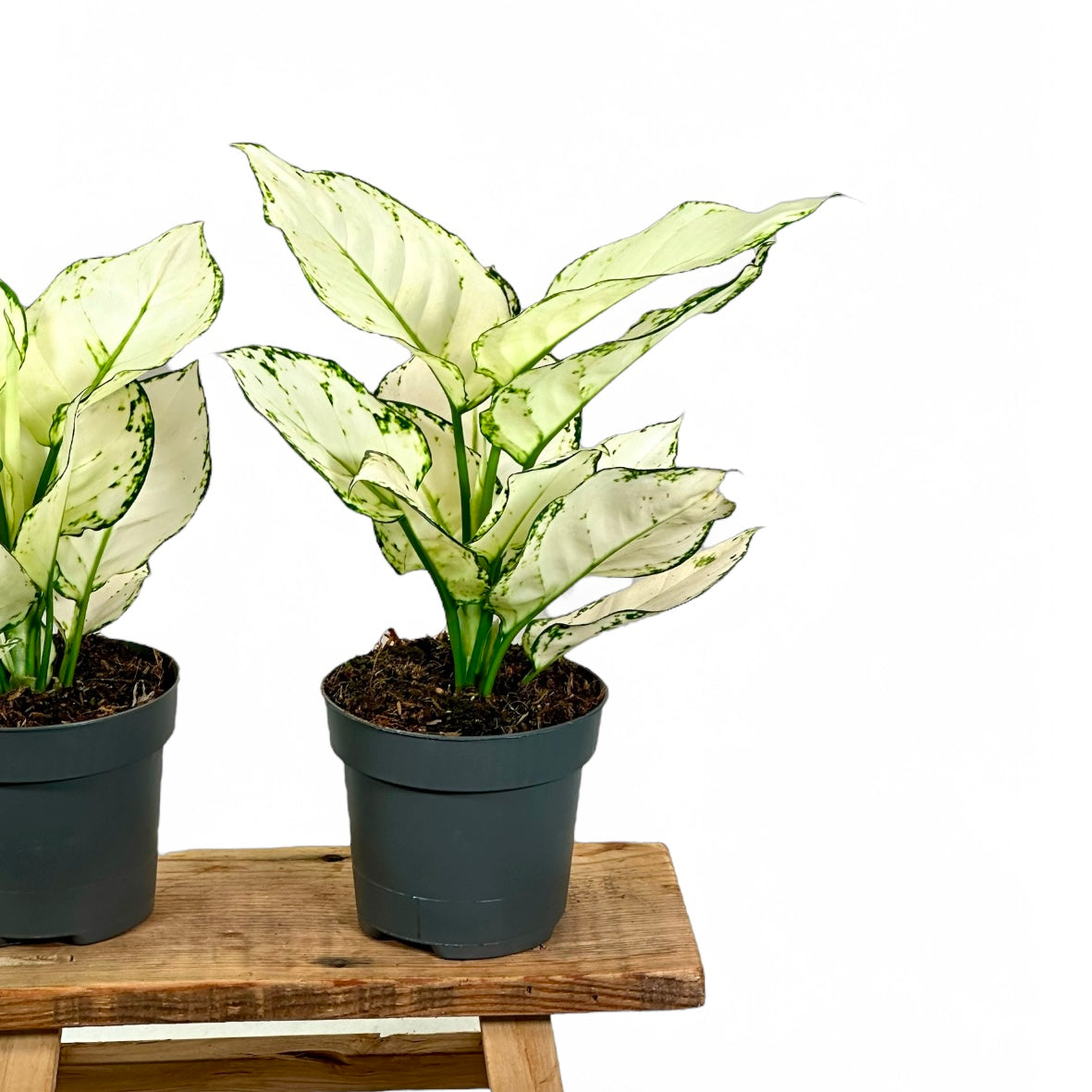 Aglaonema White Joy