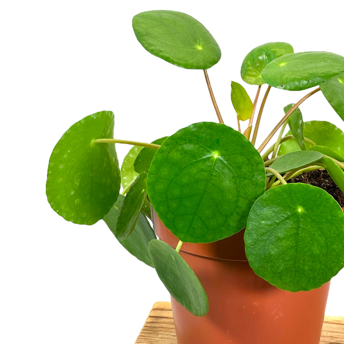 Pilea Peperomioides