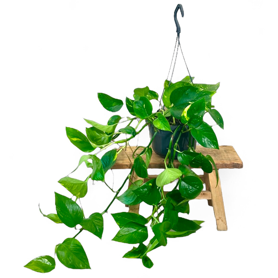 Epipremnum Aureum ''Pothos Golden'' - suspension