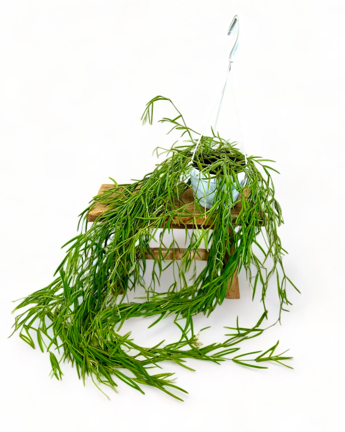 Hoya Linearis - suspension
