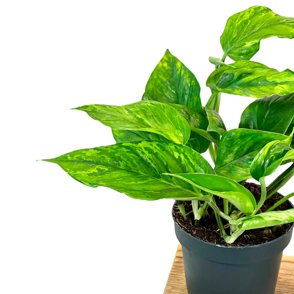 Scindapsus Marble Green