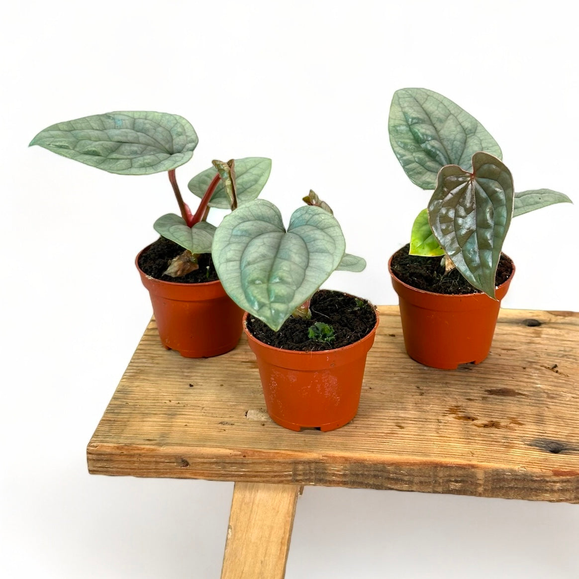 Anthurium Luxurians - Baby plant
