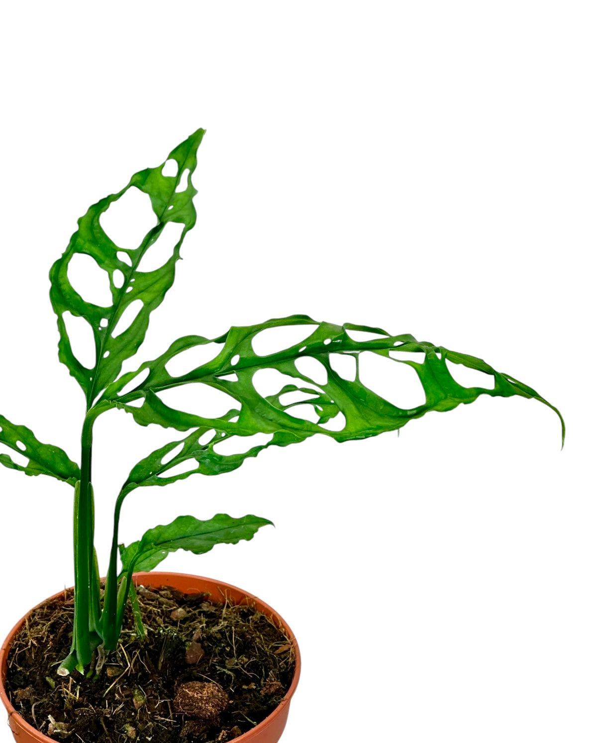 Monstera Obliqua Peru