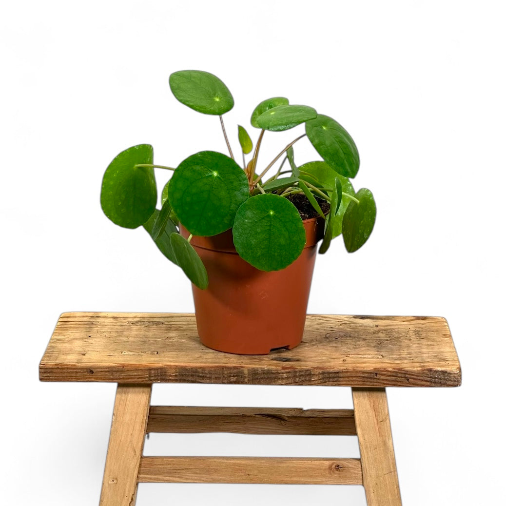 Pilea Peperomioides