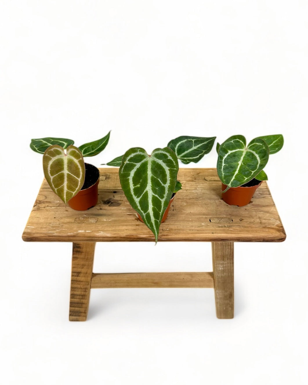 Anthurium Crystallinum - Baby plant