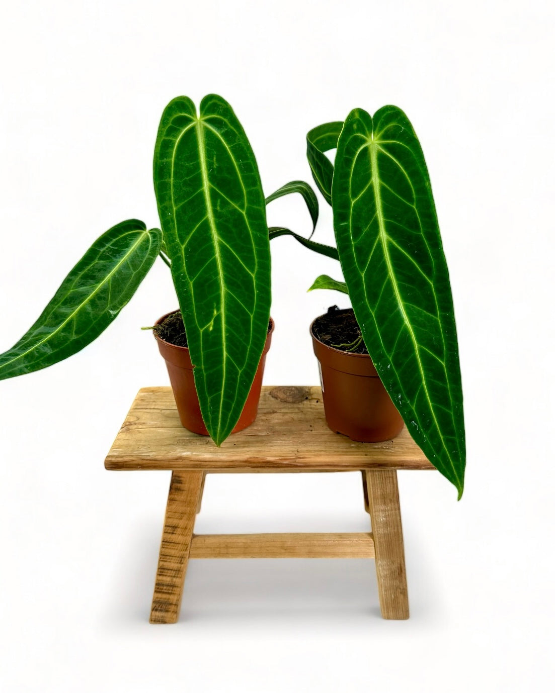 Anthurium Warocqueanum