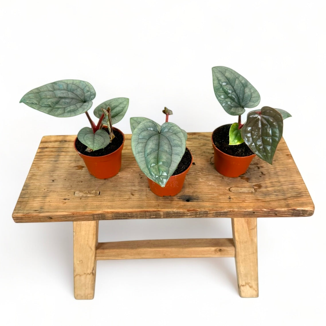 Anthurium Luxurians - Baby plant