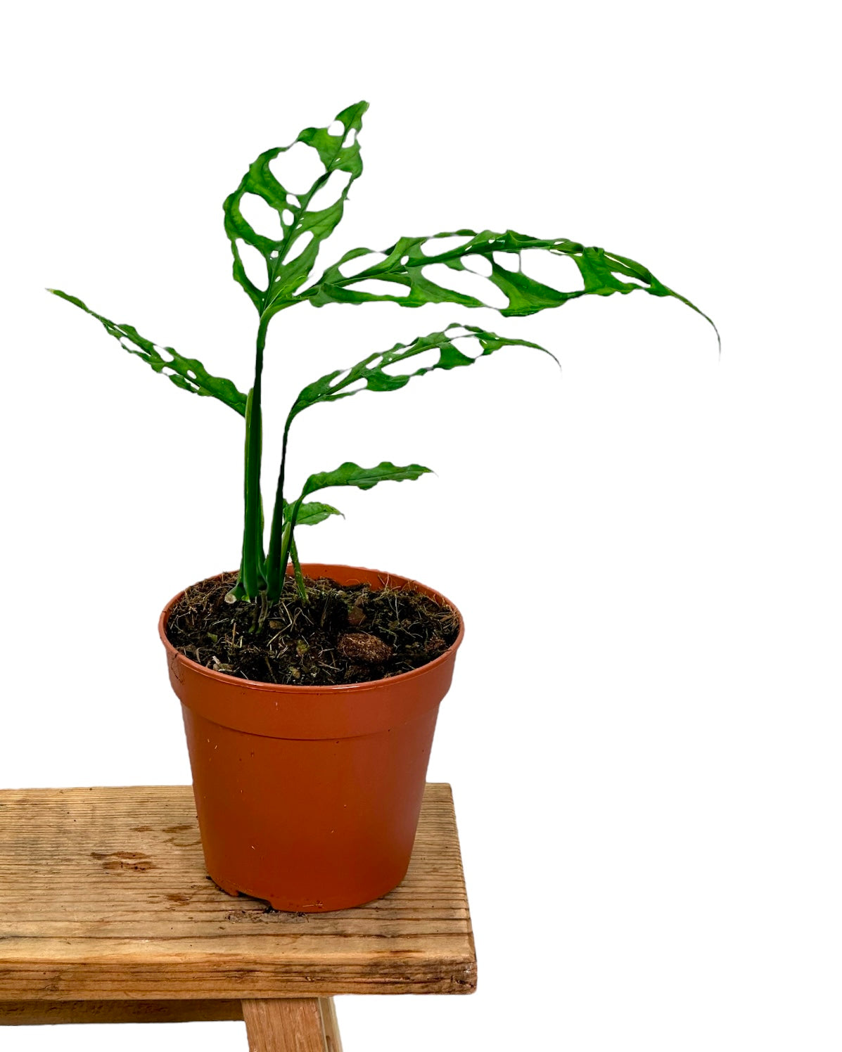 Monstera Obliqua Peru