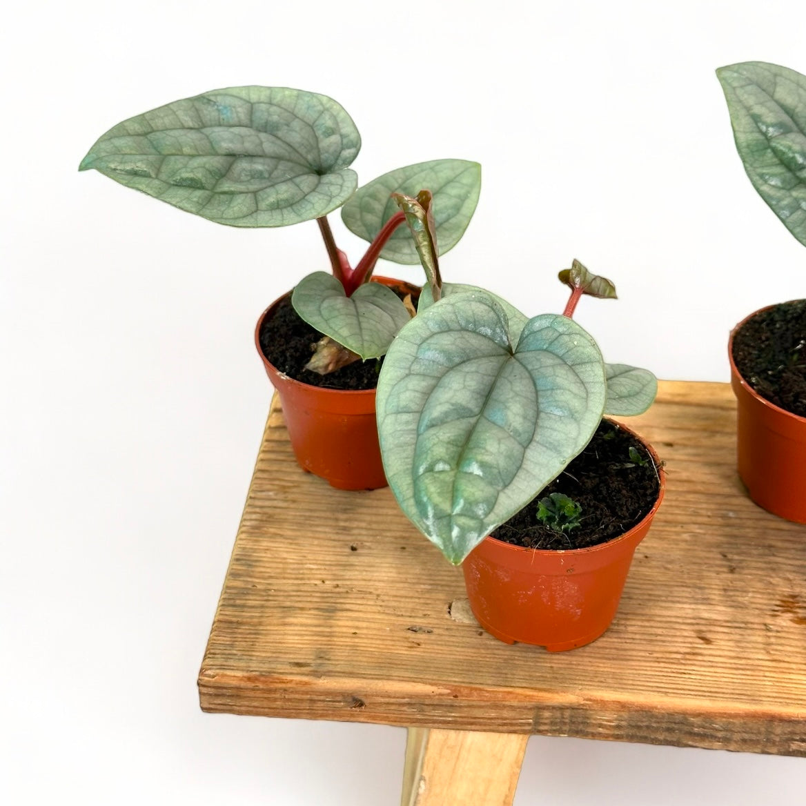 Anthurium Luxurians - Baby plant