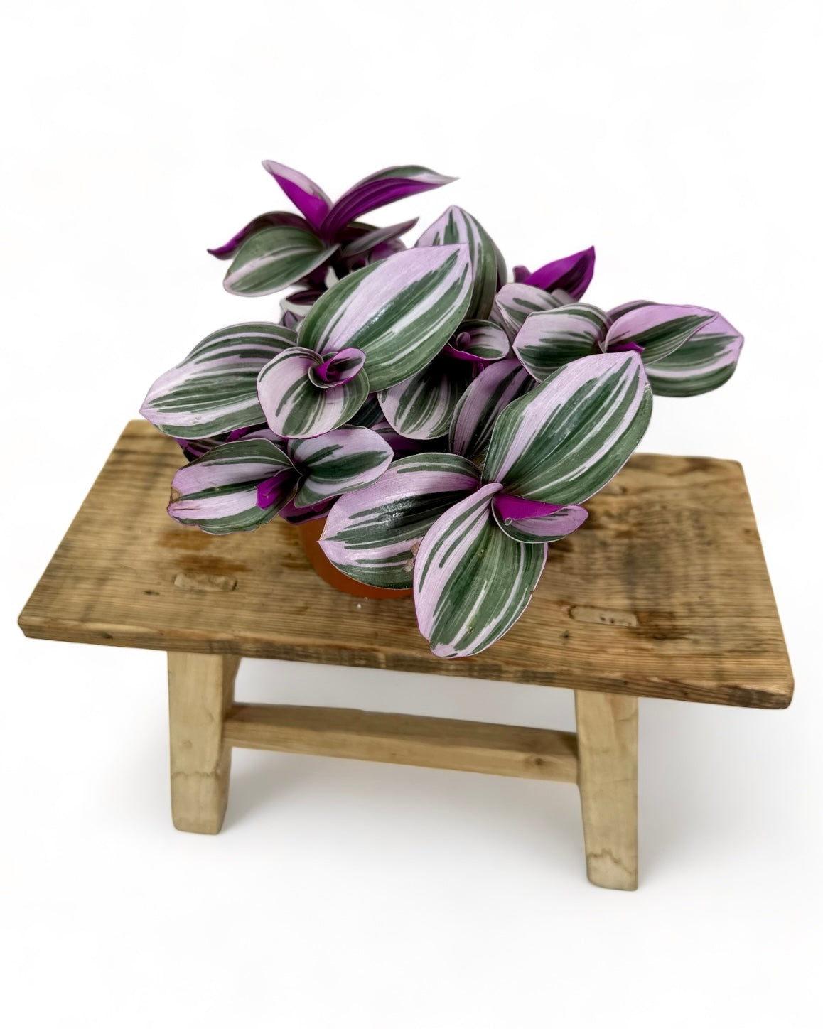 Tradescantia Nanouk