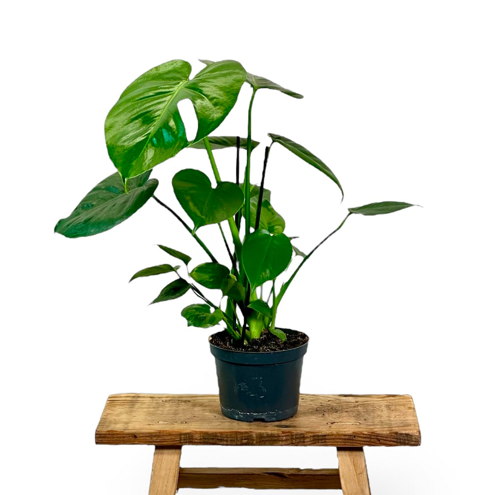 Monstera Deliciosa