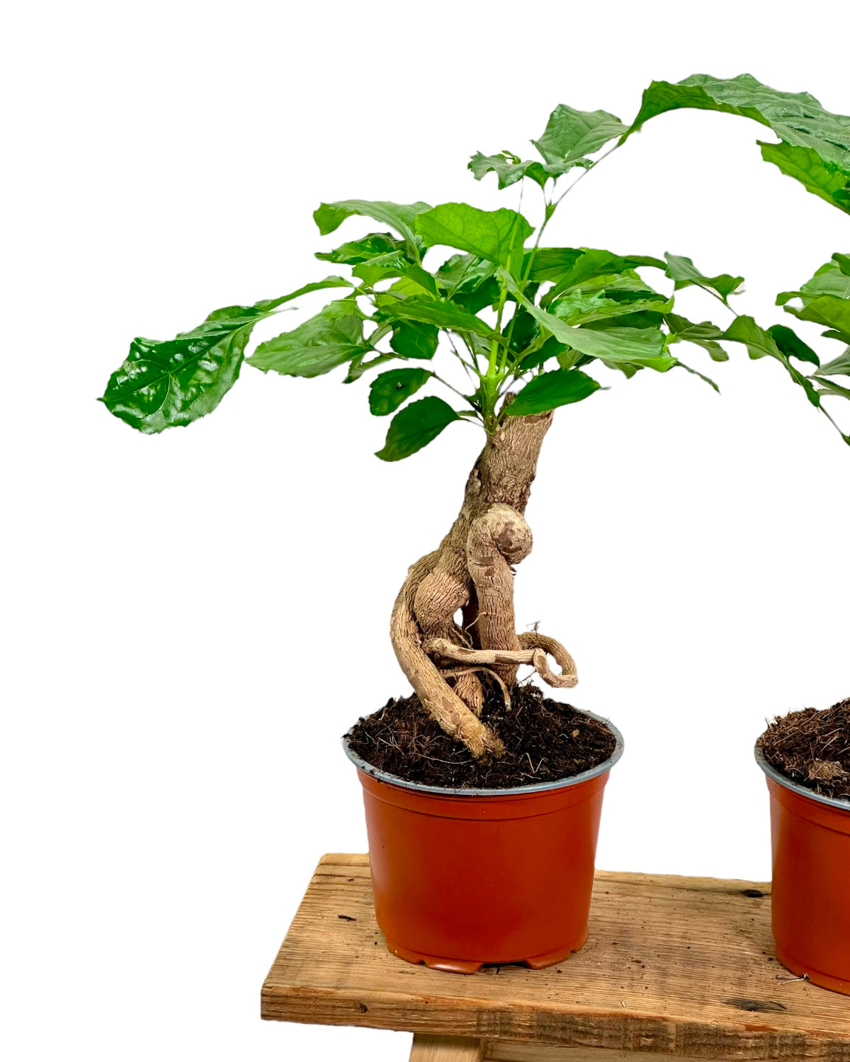 Radermachera sinica - Arbre Serpent