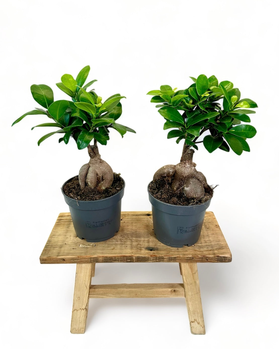 Ficus Ginseng ''Bonsaï''