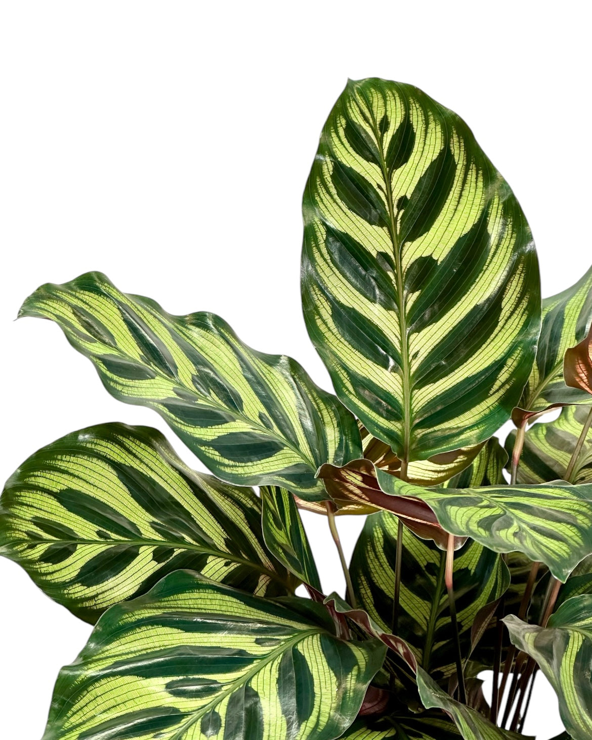 Calathea Makoyana