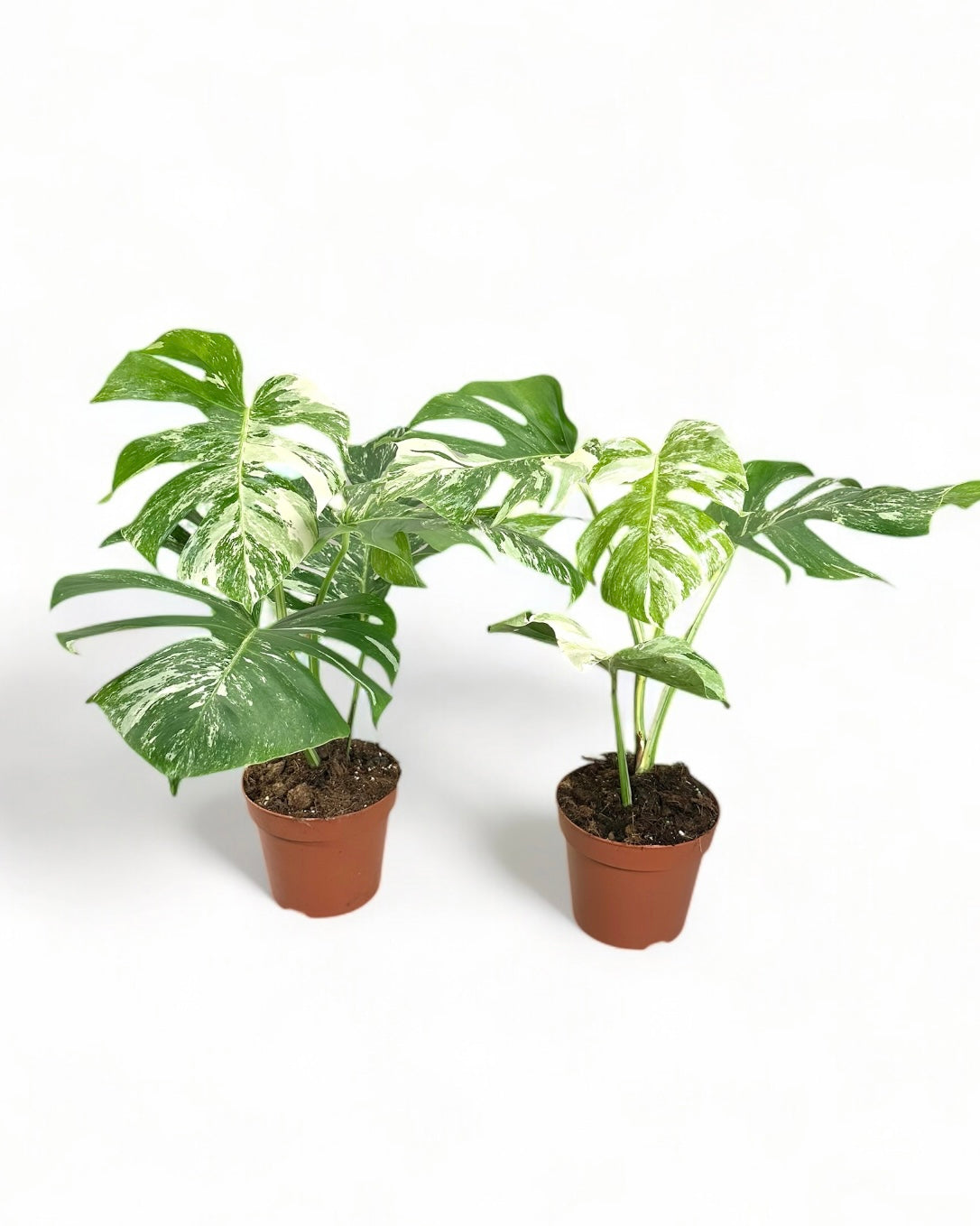 Monstera variegata pot Ø17 cm