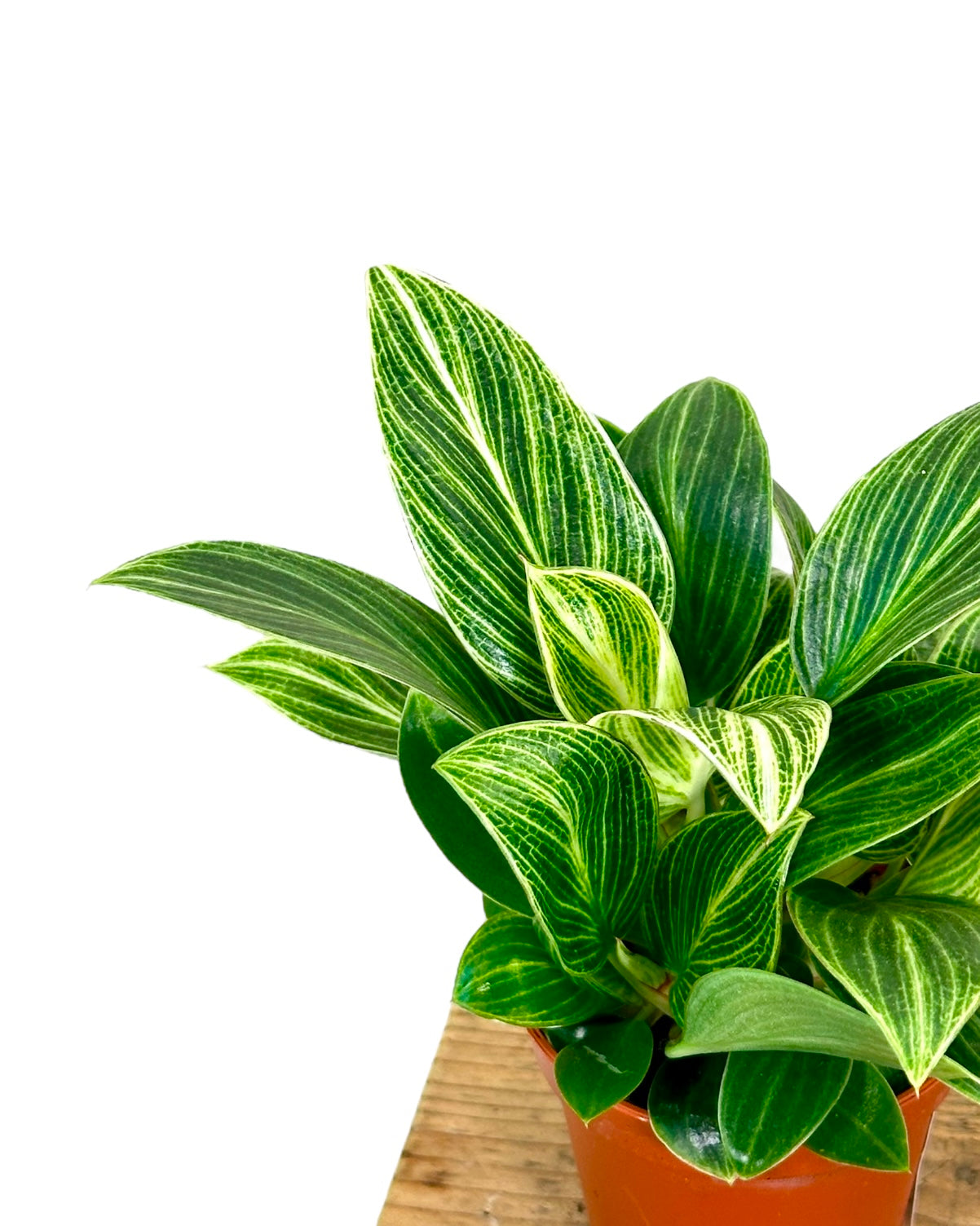 Philodendron Birkin "White Veins" - Baby plant