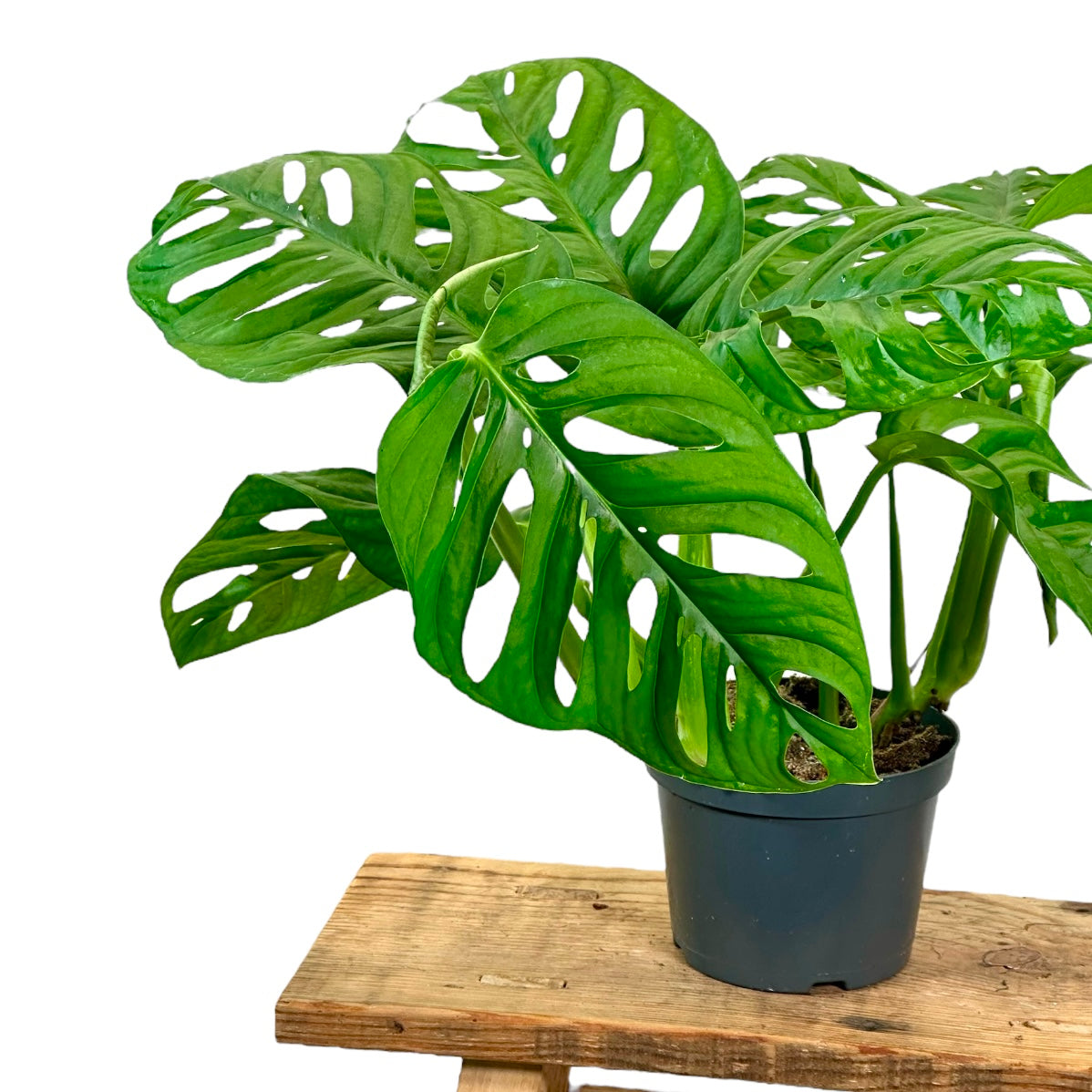 Monstera obliqua ''leichtlinii''