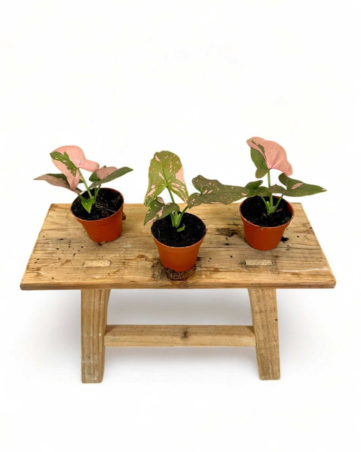 Syngonium Pink Splash - Baby plant