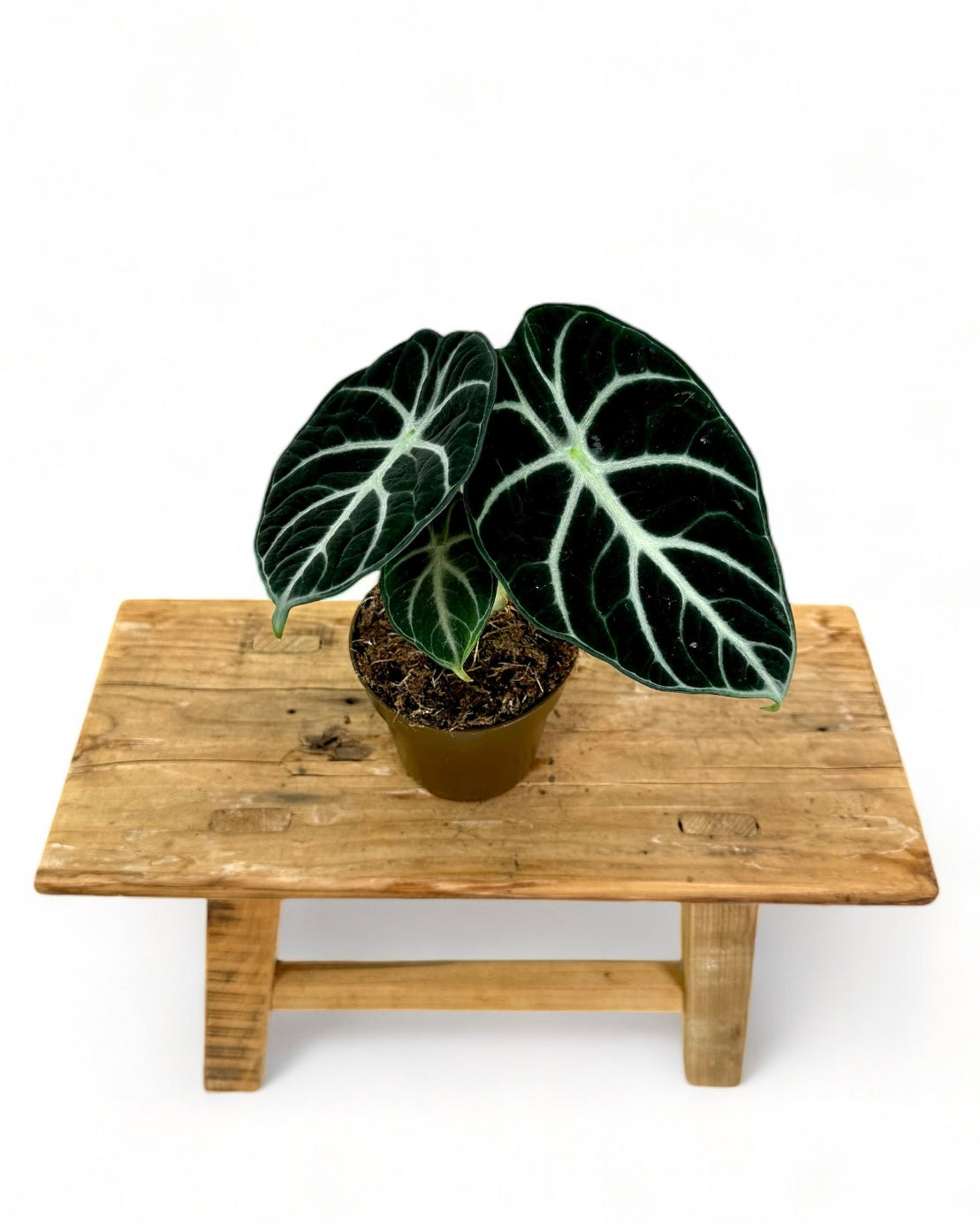 Alocasia Ninja